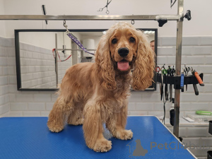 Foto №2 zu Ankündigung № 157082 zu verkaufen english cocker spaniel - einkaufen Großbritannien quotient 	ankündigung