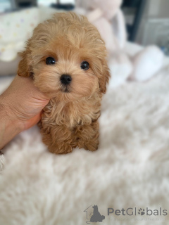 Foto №2 zu Ankündigung № 163590 zu verkaufen maltipu - einkaufen Deutschland züchter