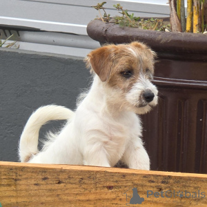 Foto №3. Entzückende und energiegeladene Jack-Russell-Terrier-Welpen, bereit für. Deutschland