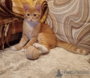 Foto №4. Ich werde verkaufen  in der Stadt Москва. quotient 	ankündigung - preis - Frei