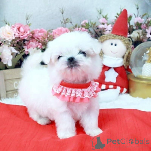 Foto №3. Süße Teacup-Maltipoo-Welpen verfügbar. Hündin, AKC-registriert, tierärztlich. Belgien