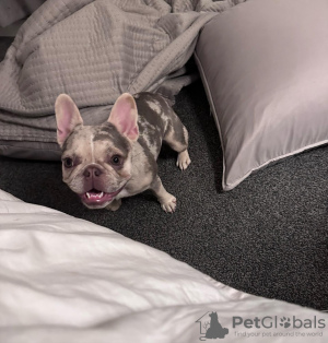 Foto №2 zu Ankündigung № 131513 zu verkaufen französische bulldogge - einkaufen USA züchter