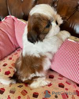 Foto №2 zu Ankündigung № 165713 zu verkaufen shih tzu - einkaufen Großbritannien quotient 	ankündigung, züchter