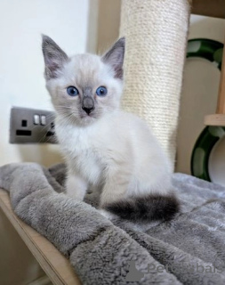 Foto №1. siamkatze - zum Verkauf in der Stadt Andelst | 300€ | Ankündigung № 172852