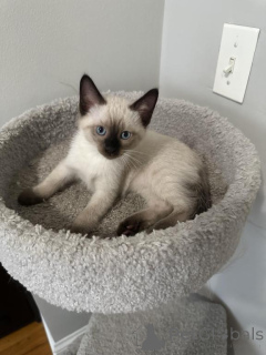Foto №1. balinesenkatze - zum Verkauf in der Stadt Böten-on-Remes | 350€ | Ankündigung № 173624