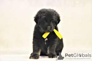 Zusätzliche Fotos: Reservierung von Welpen Hotosho/Buryat Hund