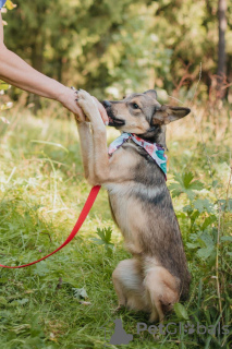 Foto №4. Ich werde verkaufen mischlingshund in der Stadt Москва. quotient 	ankündigung - preis - Frei