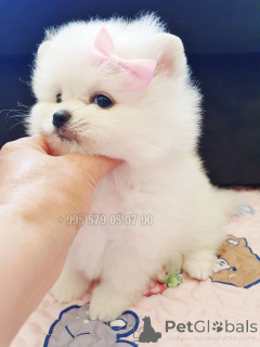 Foto №2 zu Ankündigung № 144425 zu verkaufen pommersche spitz - einkaufen Georgien quotient 	ankündigung, vom kindergarten, züchter