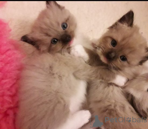 Foto №2 zu Ankündigung № 135281 zu verkaufen ragdoll-katze - einkaufen Tschechische Republik 