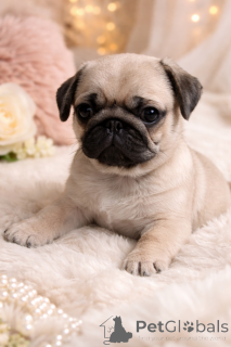 Foto №3. Wunderschöner, hübscher Kerl!. Ukraine