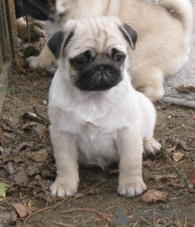 Foto №1. mops - zum Verkauf in der Stadt Prag | verhandelt | Ankündigung № 166346