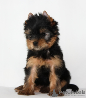 Foto №4. Ich werde verkaufen yorkshire terrier in der Stadt Minsk. züchter - preis - 450€