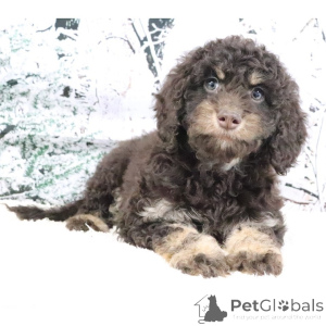 Foto №4. Ich werde verkaufen golden retriever in der Stadt Stadt von London. quotient 	ankündigung - preis - verhandelt