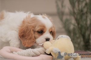 Foto №4. Ich werde verkaufen cavalier king charles spaniel in der Stadt Wyoming.  - preis - verhandelt