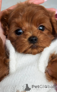 Foto №3. Männlicher Malteser Mini. Deutschland