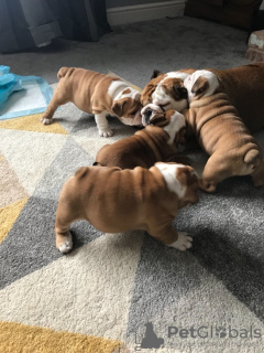 Foto №3. Top-Welpen der englischen Bulldogge stehen zum Verkauf. Dänemark