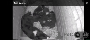 Foto №1. border collie - zum Verkauf in der Stadt Husden-Solder | verhandelt | Ankündigung № 166943