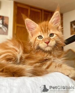 Foto №1. maine-coon-katze - zum Verkauf in der Stadt Colorado Springs | 284€ | Ankündigung № 103248