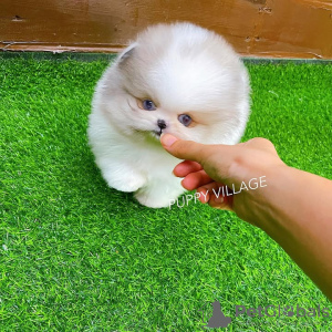 Foto №1. chihuahua - zum Verkauf in der Stadt Porto | 350€ | Ankündigung № 132473