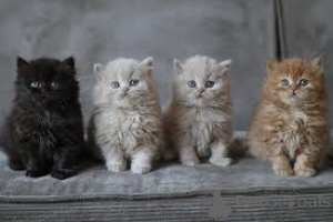 Foto №1. britisch langhaar - zum Verkauf in der Stadt Wien | 700€ | Ankündigung № 163382