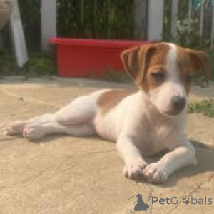 Foto №2 zu Ankündigung № 163315 zu verkaufen jack russell terrier - einkaufen Frankreich quotient 	ankündigung, züchter