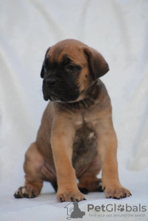 Foto №1. cane corso italiano - zum Verkauf in der Stadt Belgrad | verhandelt | Ankündigung № 111066