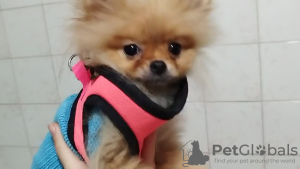 Foto №3. Mini-Pommern. Türkei