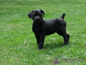 Foto №1. boerboel - zum Verkauf in der Stadt München | verhandelt | Ankündigung № 126326