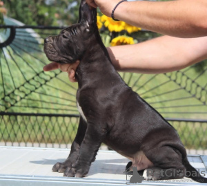 Foto №3. Cane Corso-Welpen. Serbien