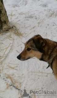 Foto №1. mischlingshund - zum Verkauf in der Stadt Pushkino | Frei | Ankündigung № 10393