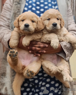 Foto №1. golden retriever - zum Verkauf in der Stadt Амстердам | verhandelt | Ankündigung № 44006