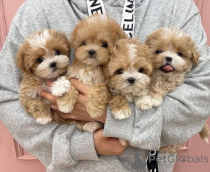 Foto №1. maltipu - zum Verkauf in der Stadt New York | Frei | Ankündigung № 146689