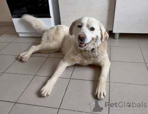 Foto №4. Ich werde verkaufen mischlingshund in der Stadt Moskova. quotient 	ankündigung - preis - Frei