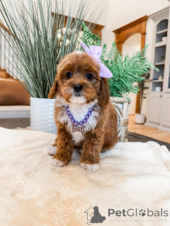 Foto №1. labradoodle - zum Verkauf in der Stadt Bellinzona | 650€ | Ankündigung № 157473