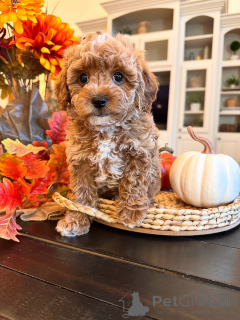 Foto №1. labradoodle - zum Verkauf in der Stadt Bertrand | 650€ | Ankündigung № 157471