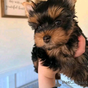 Foto №3. Erstaunliche Yorkie-Welpen Business WhatsApp 37256062792. Finnland