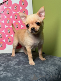 Foto №4. Ich werde verkaufen chihuahua in der Stadt Helsinki. quotient 	ankündigung, aus dem tierheim - preis - 500€