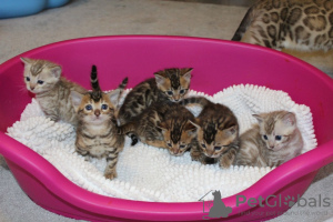 Zusätzliche Fotos: Gesunde Bengalkatzen-Kätzchen zur kostenlosen Adoption