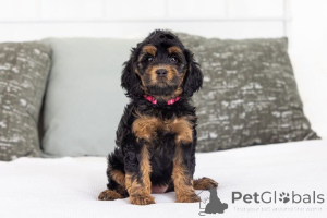 Foto №1. labradoodle - zum Verkauf in der Stadt Zoll Strand | verhandelt | Ankündigung № 155592
