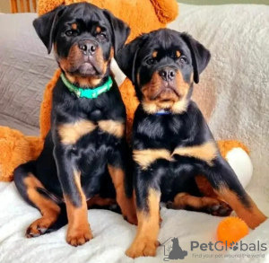 Foto №1. rottweiler - zum Verkauf in der Stadt Warschau | 1200€ | Ankündigung № 63285