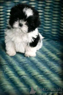 Foto №3. Shih Tzu Welpen zur Adoption. Deutschland