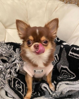 Foto №2 zu Ankündigung № 160996 zu verkaufen chihuahua - einkaufen Österreich quotient 	ankündigung