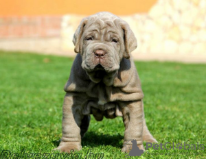 Foto №1. mastino napoletano - zum Verkauf in der Stadt Rom | verhandelt | Ankündigung № 97857