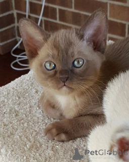 Foto №3. Chatons Birma sind à la vente verfügbar.. Belgien
