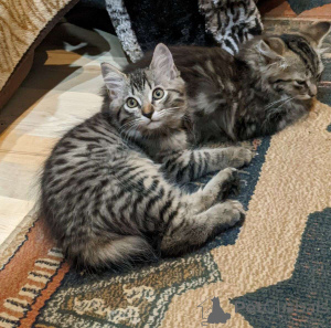 Foto №1.  - zum Verkauf in der Stadt Birlenbach | 350€ | Ankündigung № 149703