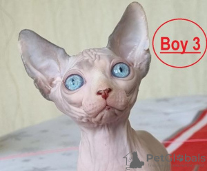 Foto №1. sphynx-katze - zum Verkauf in der Stadt Miami | verhandelt | Ankündigung № 59451