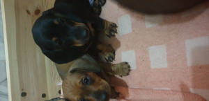 Foto №1. mischlingshund - zum Verkauf in der Stadt Minsk | 164€ | Ankündigung № 4981