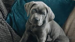 Foto №2 zu Ankündigung № 136804 zu verkaufen cane corso italiano - einkaufen Deutschland 