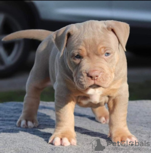 Foto №2 zu Ankündigung № 92655 zu verkaufen american bully - einkaufen USA züchter