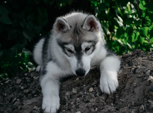 Foto №2 zu Ankündigung № 3648 zu verkaufen siberian husky - einkaufen Russische Föderation züchter